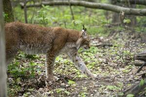 lynx in het bos foto