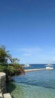 bougainvillea door de zee foto