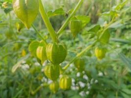 selectief focus Aan de groen fruit van morille BES of physalis angulata ik. in Indonesisch het is gebeld ciplukaan. vaak gebruikt voor kruiden geneeskunde zo net zo suikerziekte, epilepsie. zacht focus foto