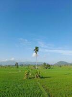 groen rijst- velden met blauw lucht en wit wolken. landschap beeld van blauw lucht en dun wolken. hemellandschap Aan lombok eiland, Indonesië foto