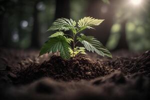 fabriek groeit in boerderij grond of Woud met zonlicht Bij dag. jong fabriek is groeien. wereld aarde dag. wereld milieu dag. aarde behoud, ecologie of globaal opwarming door ai gegenereerd foto