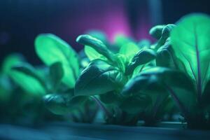 bloeiend spinazie planten gecultiveerd onder kunstmatig uv licht in een laboratorium instelling ai gegenereerd foto