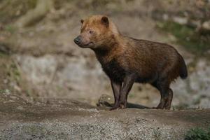 portret van bush dog foto