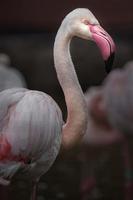 portret van grotere flamingo foto