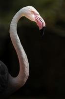 portret van grotere flamingo