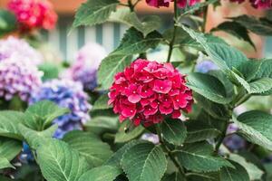 bloeiend rood hortensia of hortensia in tuin foto