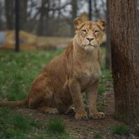 Kaapse leeuw in dierentuin