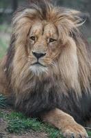 portret van Kaapse leeuw foto