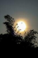 bamboe blad silhouet in zonsopkomst lucht Aan wazig achtergrond met warm zonsopkomst tinten foto