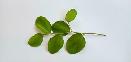 daun bidara of ziziphus Mauritanië geïsoleerd Aan een wit achtergrond. bidara is een type van kruid dat heeft veel voordelen voor Gezondheid en schoonheid. foto