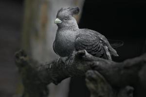 witbuikig weggaan vogel foto