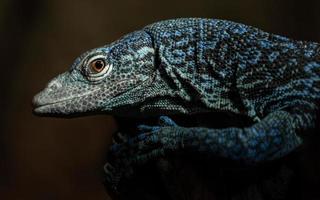 blauw gevlekte boommonitor foto