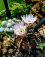 wit bloem cactus in vol bloeien buitenshuis Aan een zonnig dag foto