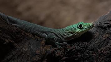 portret van phelsuma standingi foto