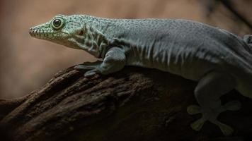 portret van phelsuma standingi foto