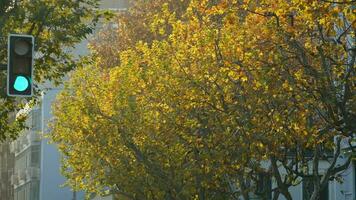 de herfst visie met de geel gouden bladeren Aan de bomen in herfst foto