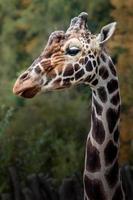 portret van netvormige giraf foto