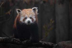 portret van rode panda foto