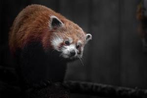 portret van rode panda foto