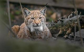 portret van Euraziatische lynx foto