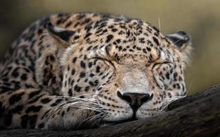 Perzische luipaard slapen foto