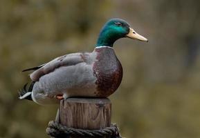 portret van wilde eend foto