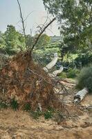 pijnboom gekapt door storm met uitstekend wortels en aarde foto