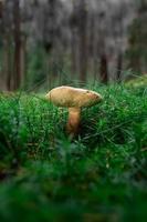 boletus in mos foto