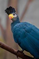 geweldige blauwe turaco foto