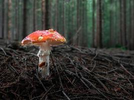 vliegenzwam in het bos foto