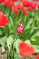 roze tulp bloemen in bloei lente seizoen selectieve aandacht en bokeh foto