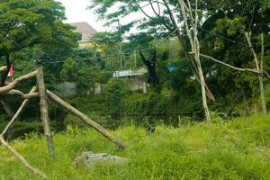 een wild zwart siamang aap in de wildernis foto
