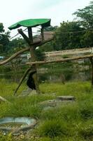 een wild zwart siamang aap in de wildernis foto