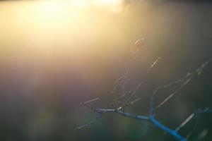 de tak van wilde roos verlicht in zachte blauwgrijze achtergrond foto