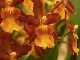 feloranje orchideebloemen variëteit cambria catatante foto