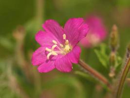 roze bloem van grote wilgenroosje epilobium hirsutum