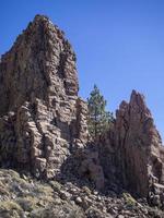 Canarische pijnboom groeit tussen rotspartijen op roques de garcia tenerife canarische eilanden foto