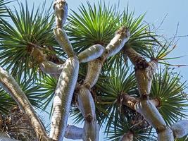 de takken van een drakenboom dracaena draco van de Canarische eilanden foto