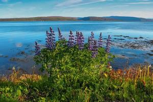 lupinen bloeien naast een fjord in de westfjorden van IJsland foto