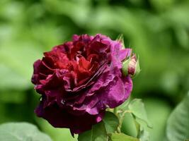 'munstead hout' struik roos in een huisje tuin foto