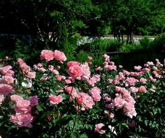 mooi bed van 'koningin elizabeth' roze rozen foto