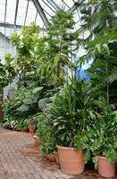 tropisch planten groeit in een kas foto