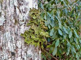 lobaria longontsteking epifytisch korstmos leven Aan een Woud boom foto