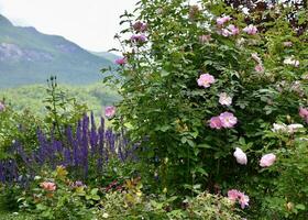 roze rozen en Purper salvia bloeiend in een berg tuin foto