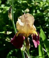 verbijsterend bloeien van iris germanica 'flagrante' foto