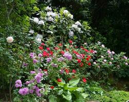 rozen, rodendrons en berg laurier bloeiend in een tuin foto