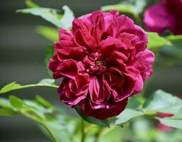 'darcy bussell' Engels roos in een huisje tuin foto