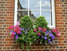 venster doos met klimop geraniums, petunia's en buxus foto