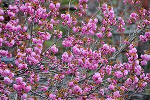Japans bloeiend kers, prunus serrulata, in voorjaar foto