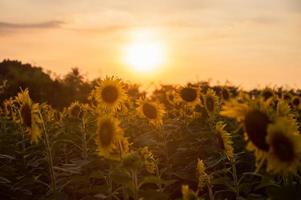 zonnebloem veld groeit in plantage foto